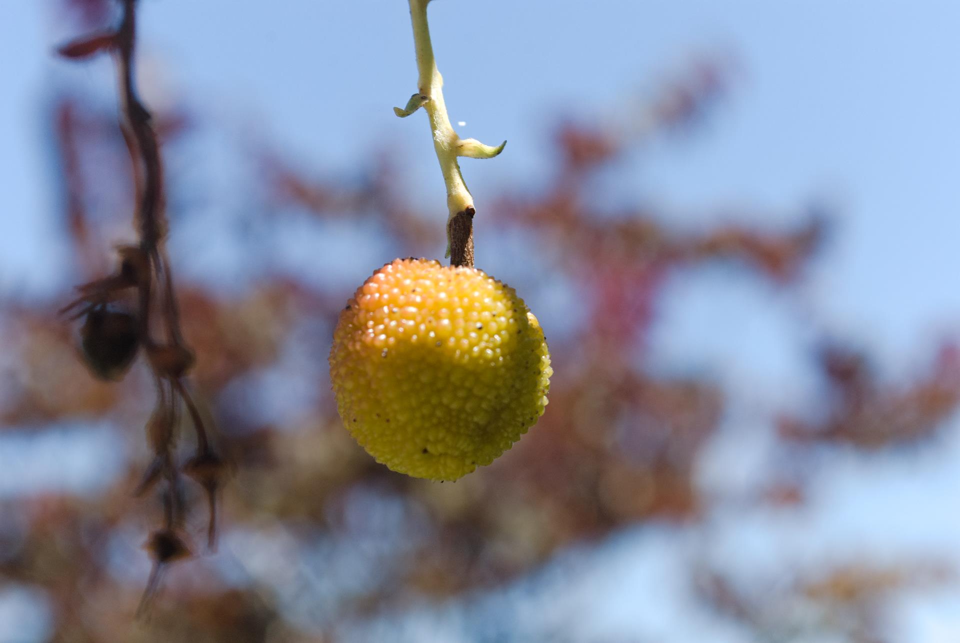 Hanging Berry